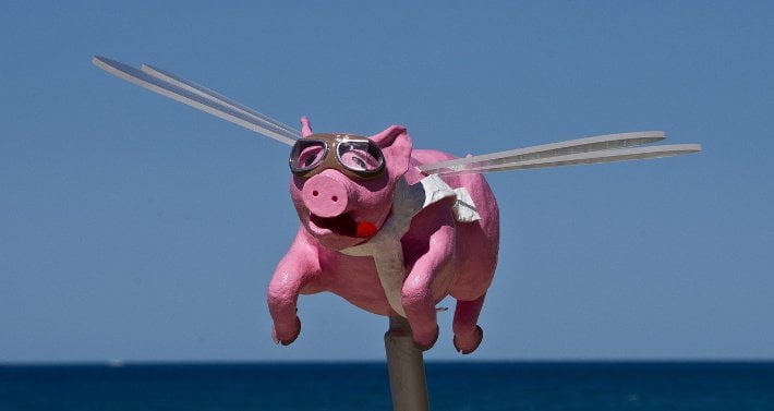 Pigs can fly blog